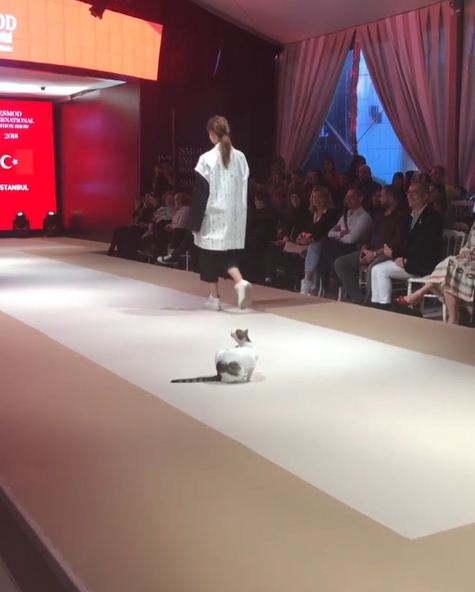 Uninvited cat steals the show at a fashion event, bringing excitement and fun. - Lillise