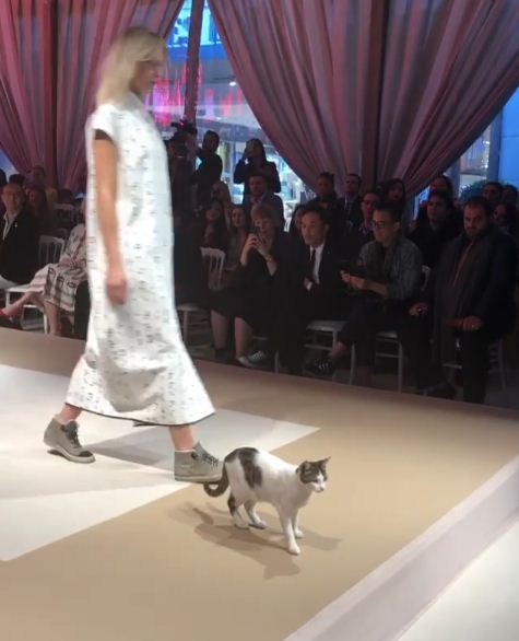 Uninvited cat steals the show at a fashion event, bringing excitement and fun. - Lillise