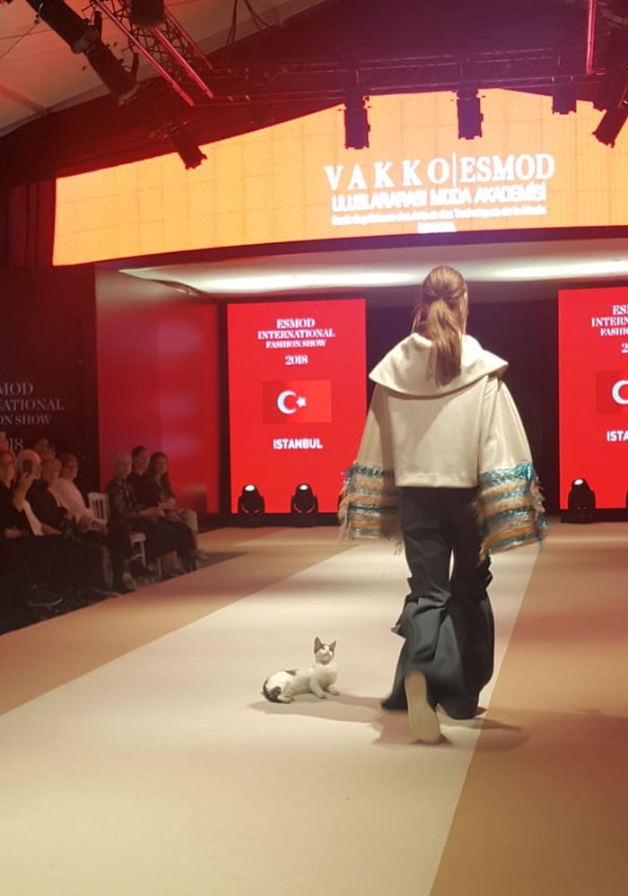 Uninvited cat steals the show at a fashion event, bringing excitement and fun. - Lillise