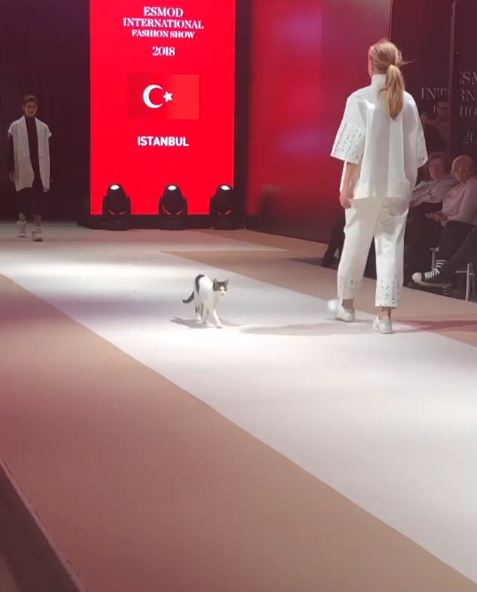 Uninvited cat steals the show at a fashion event, bringing excitement and fun. - Lillise