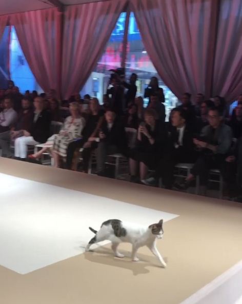 Uninvited cat steals the show at a fashion event, bringing excitement and fun. - Lillise