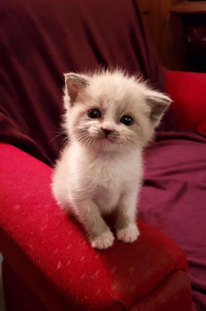 Flashing an adorable smile at the camera, a foster kitten captures hearts everywhere, going viral and spreading joy in every corner. - Lillise