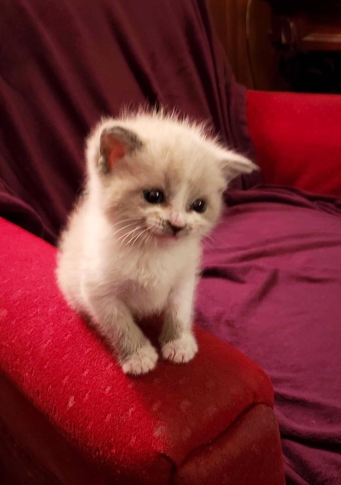 Flashing an adorable smile at the camera, a foster kitten captures hearts everywhere, going viral and spreading joy in every corner. - Lillise