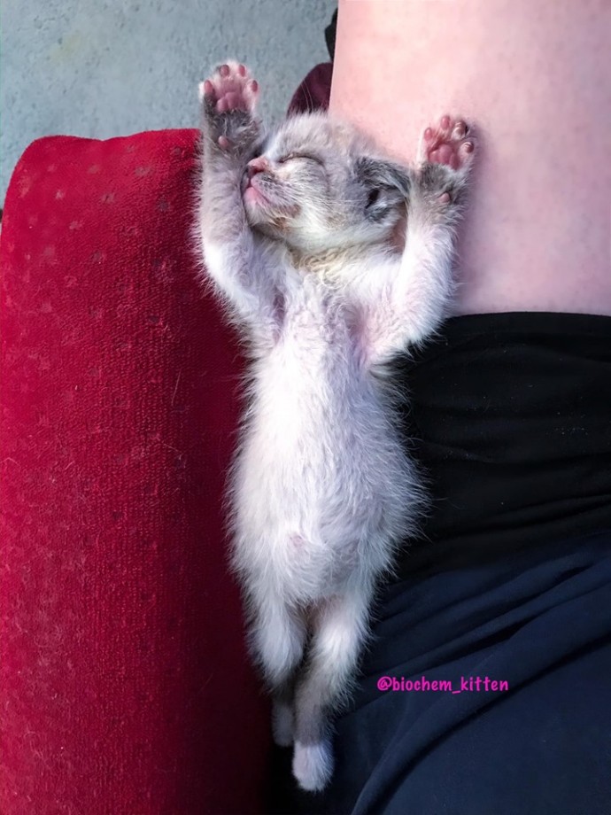 Flashing an adorable smile at the camera, a foster kitten captures hearts everywhere, going viral and spreading joy in every corner. - Lillise