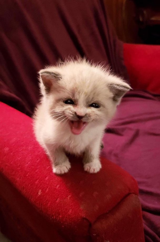 Flashing an adorable smile at the camera, a foster kitten captures hearts everywhere, going viral and spreading joy in every corner. - Lillise