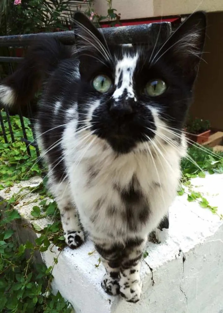 This feline, adorned with spots reminiscent of a Dalmatian, possesses a captivating beauty that effortlessly touches the depths of our souls. - Lillise