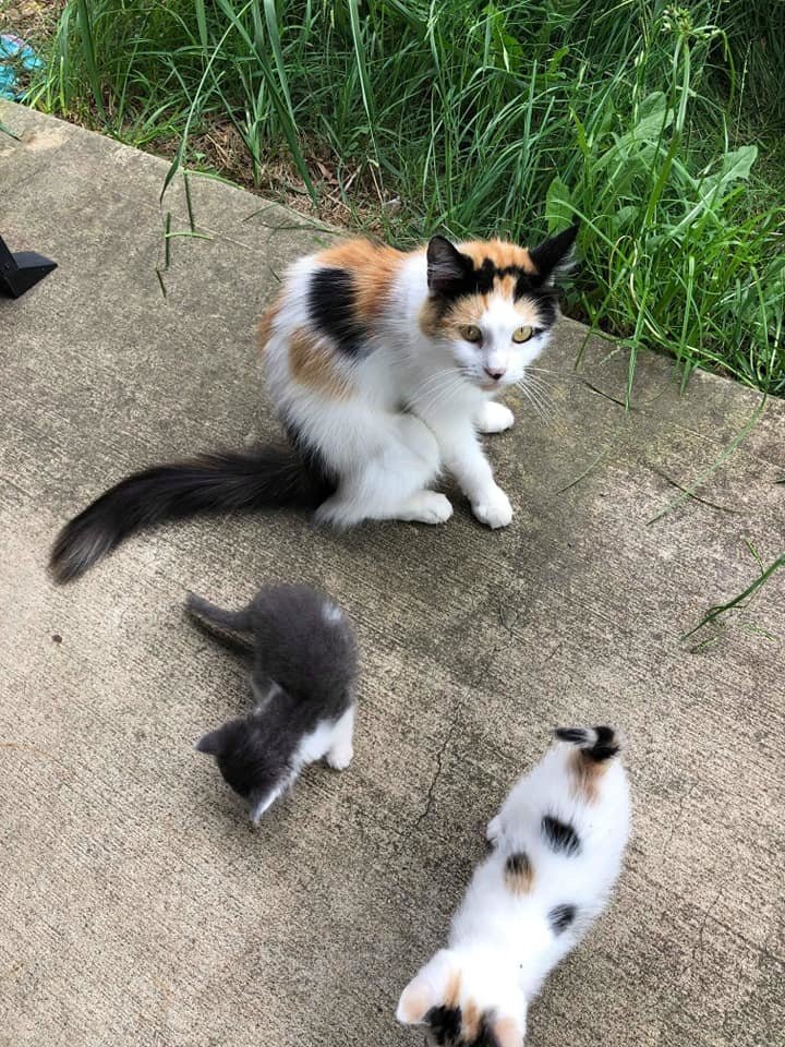 A stray cat guides rescuers to her three helpless kittens, seeking a fresh start for their family. - Lillise