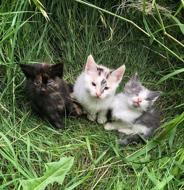 A stray cat guides rescuers to her three helpless kittens, seeking a fresh start for their family. - Lillise