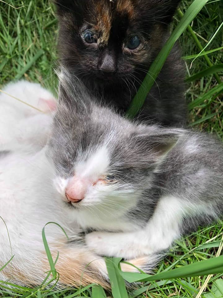 A stray cat guides rescuers to her three helpless kittens, seeking a fresh start for their family. - Lillise