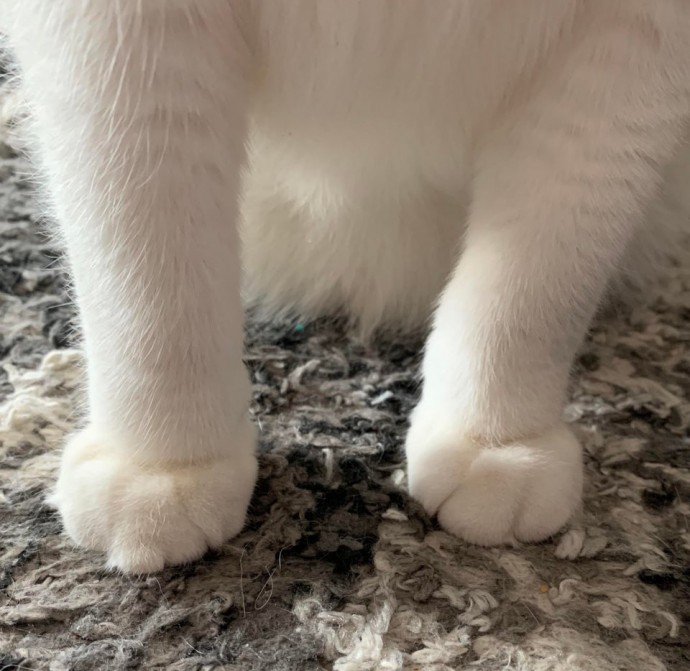 "Kitty cankles" photos melt hearts, delighting cat lovers worldwide. - Lillise