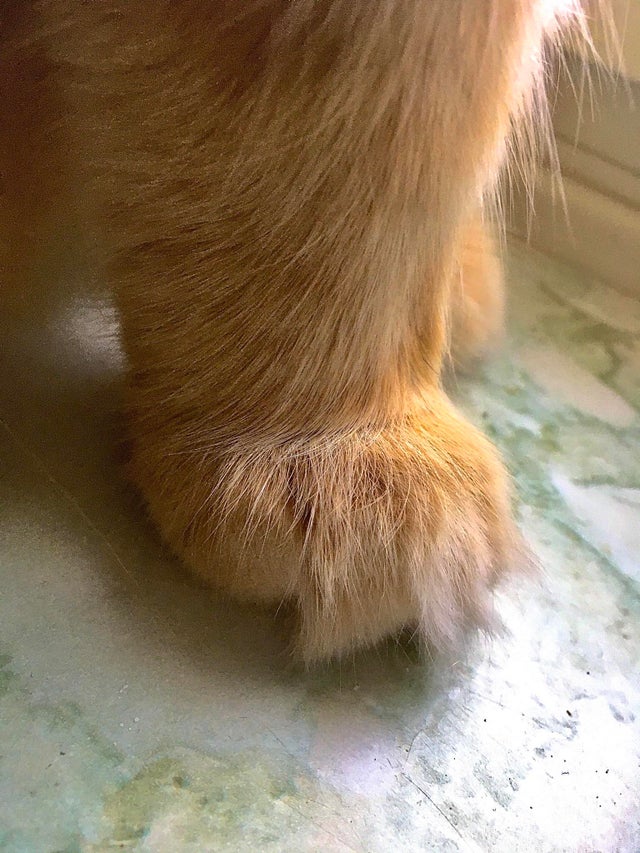 "Kitty cankles" photos melt hearts, delighting cat lovers worldwide. - Lillise