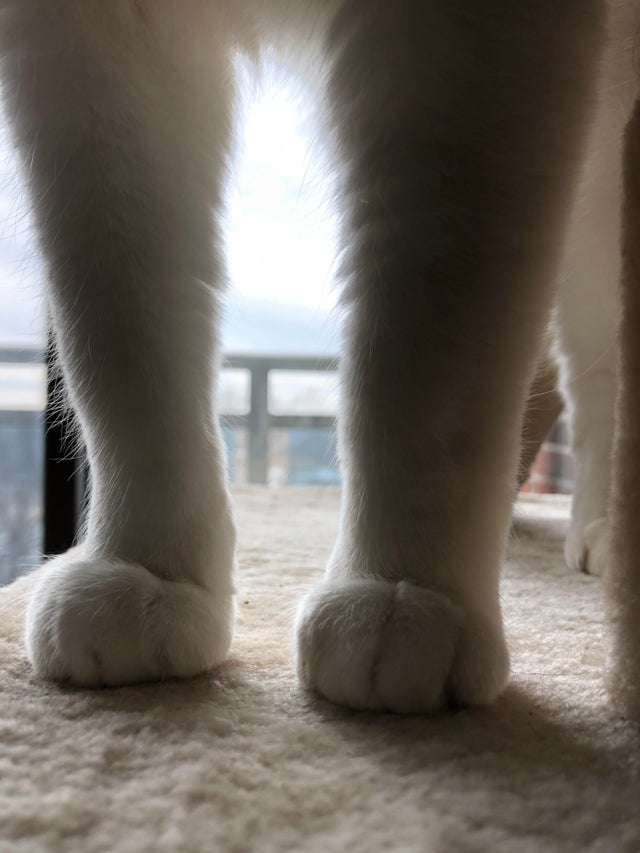 "Kitty cankles" photos melt hearts, delighting cat lovers worldwide. - Lillise