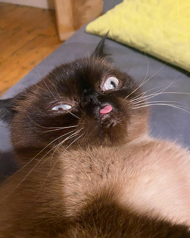 Meet Ikiru, the beloved "Blep King," spreading joy with his charming expressions and capturing hearts online. - Lillise