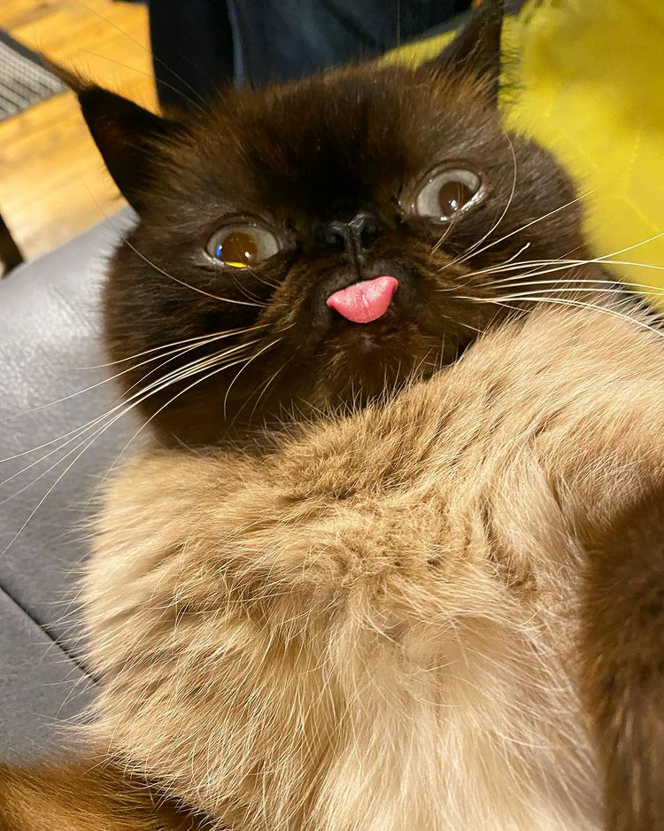 Meet Ikiru, the beloved "Blep King," spreading joy with his charming expressions and capturing hearts online. - Lillise