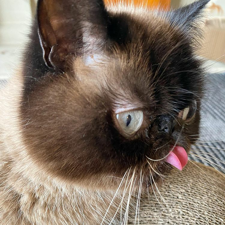 Meet Ikiru, the beloved "Blep King," spreading joy with his charming expressions and capturing hearts online. - Lillise