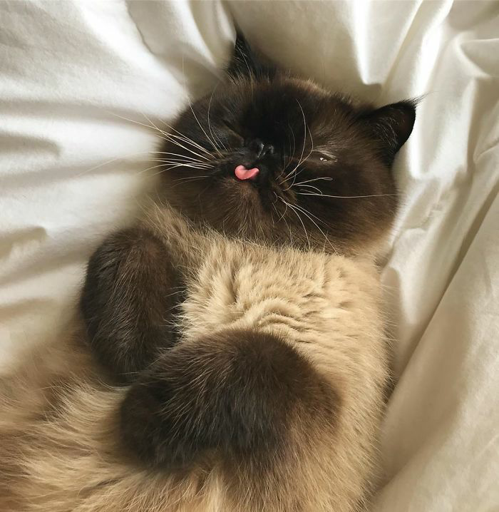 Meet Ikiru, the beloved "Blep King," spreading joy with his charming expressions and capturing hearts online. - Lillise