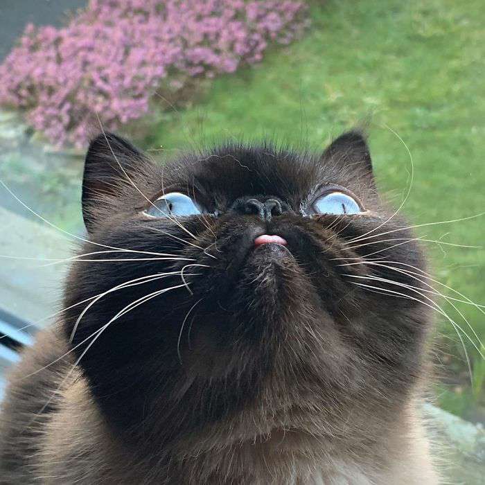 Meet Ikiru, the beloved "Blep King," spreading joy with his charming expressions and capturing hearts online. - Lillise