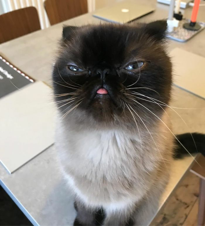 Meet Ikiru, the beloved "Blep King," spreading joy with his charming expressions and capturing hearts online. - Lillise