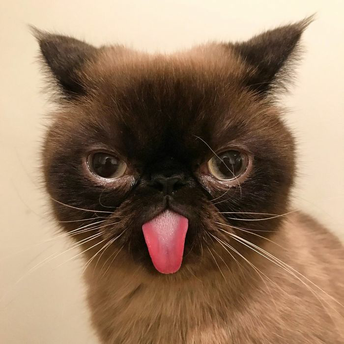 Meet Ikiru, the beloved "Blep King," spreading joy with his charming expressions and capturing hearts online. - Lillise