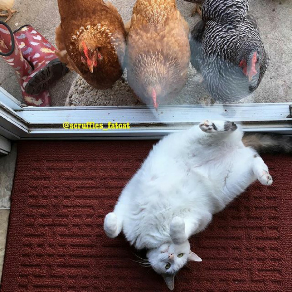 A cat forms an unlikely bond with a devoted group of infatuated chickens, finding companionship in their unique friendship. - Lillise