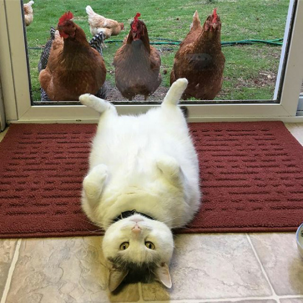 A cat forms an unlikely bond with a devoted group of infatuated chickens, finding companionship in their unique friendship. - Lillise