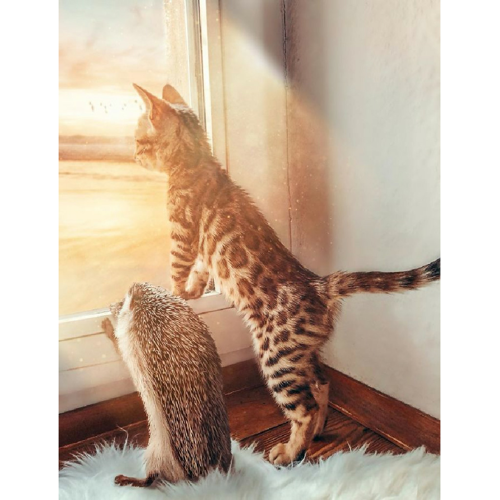 Hearts are warmed by the unlikely friendship between a Bengal cat and a tiny hedgehog, captivating people around the world. - Lillise