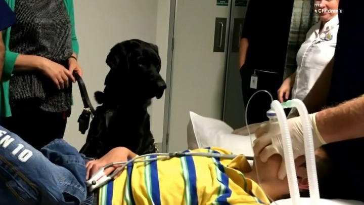 rr The extraordinary connection between an autistic boy and his devoted dog is truly awe-inspiring, showcasing the profound strength of companionship. - LifeAnimal