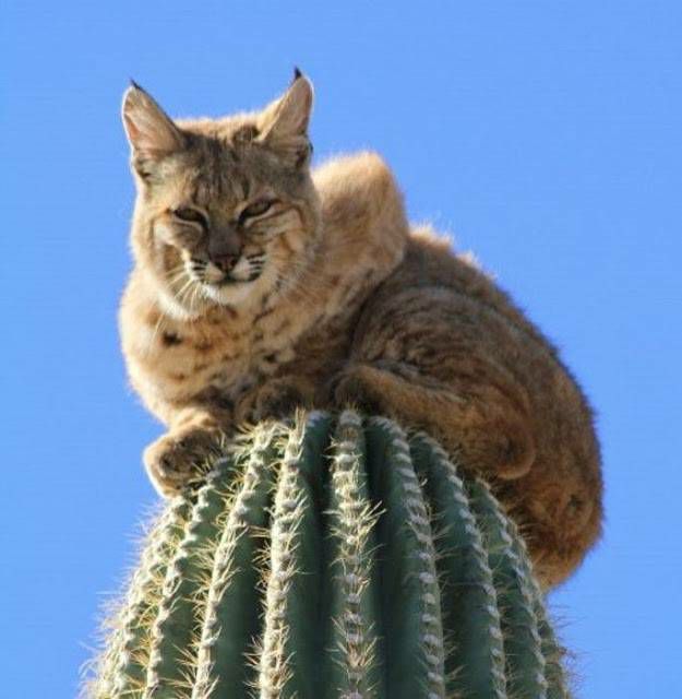 bobcat climbs a 40 foot tall cactus in the arizona desert to escape a mountain lion - Yeudon