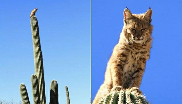 bobcat climbs a 40 foot tall cactus in the arizona desert to escape a mountain lion - Yeudon