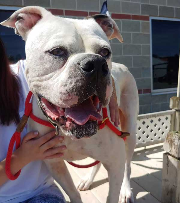 Heartbroken, an owner brings their sad dog to the shelter, unable to provide the care and love it needs, evoking feelings of empathy and sadness. – Nine Thousand Years