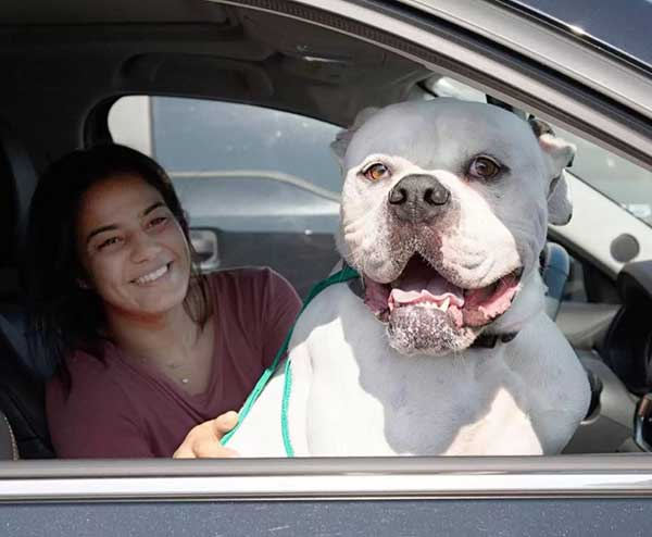 Heartbroken, an owner brings their sad dog to the shelter, unable to provide the care and love it needs, evoking feelings of empathy and sadness. – Nine Thousand Years