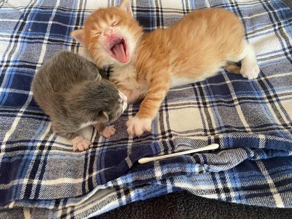 An orange kitten found in a box helps other cats like him thrive and find forever homes. – The News Volcano