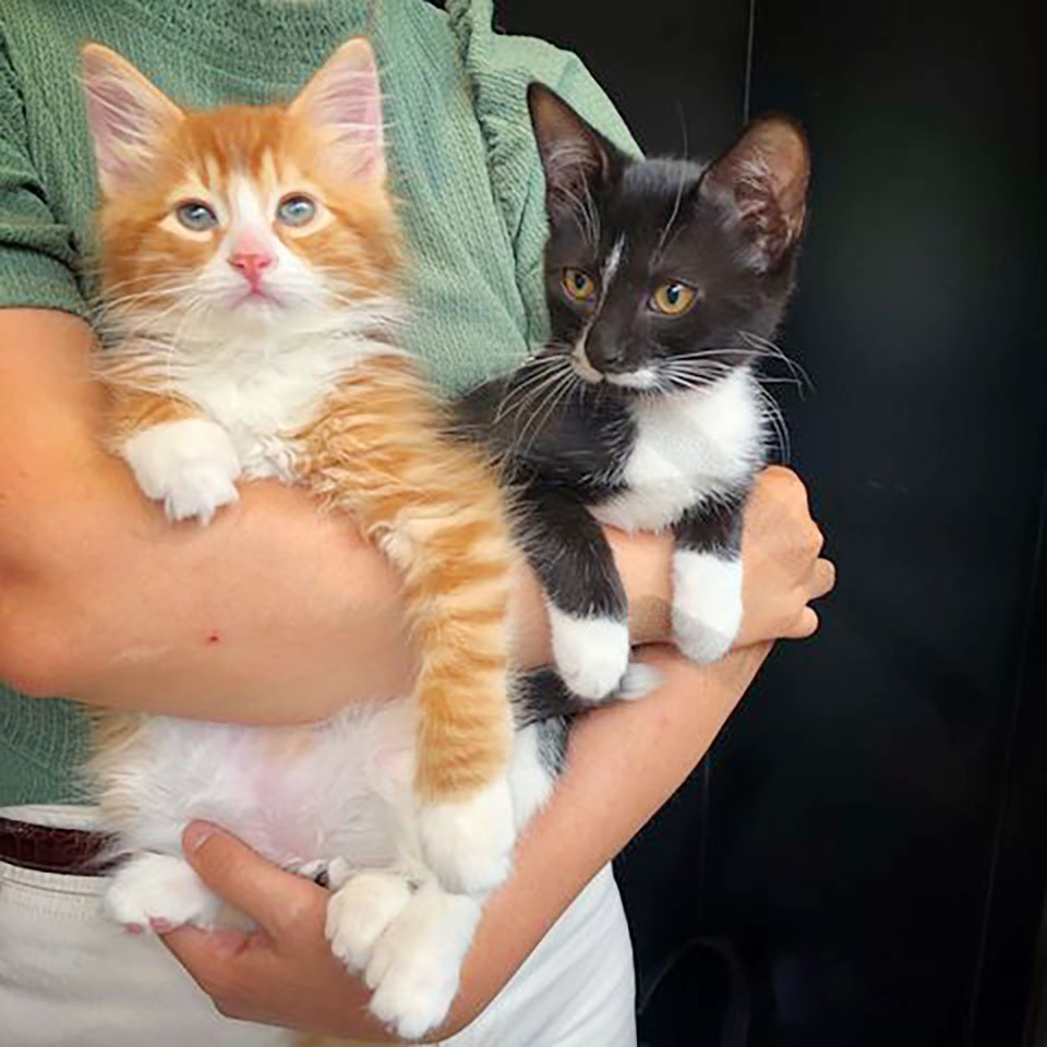 An orange kitten found in a box helps other cats like him thrive and find forever homes. – The News Volcano