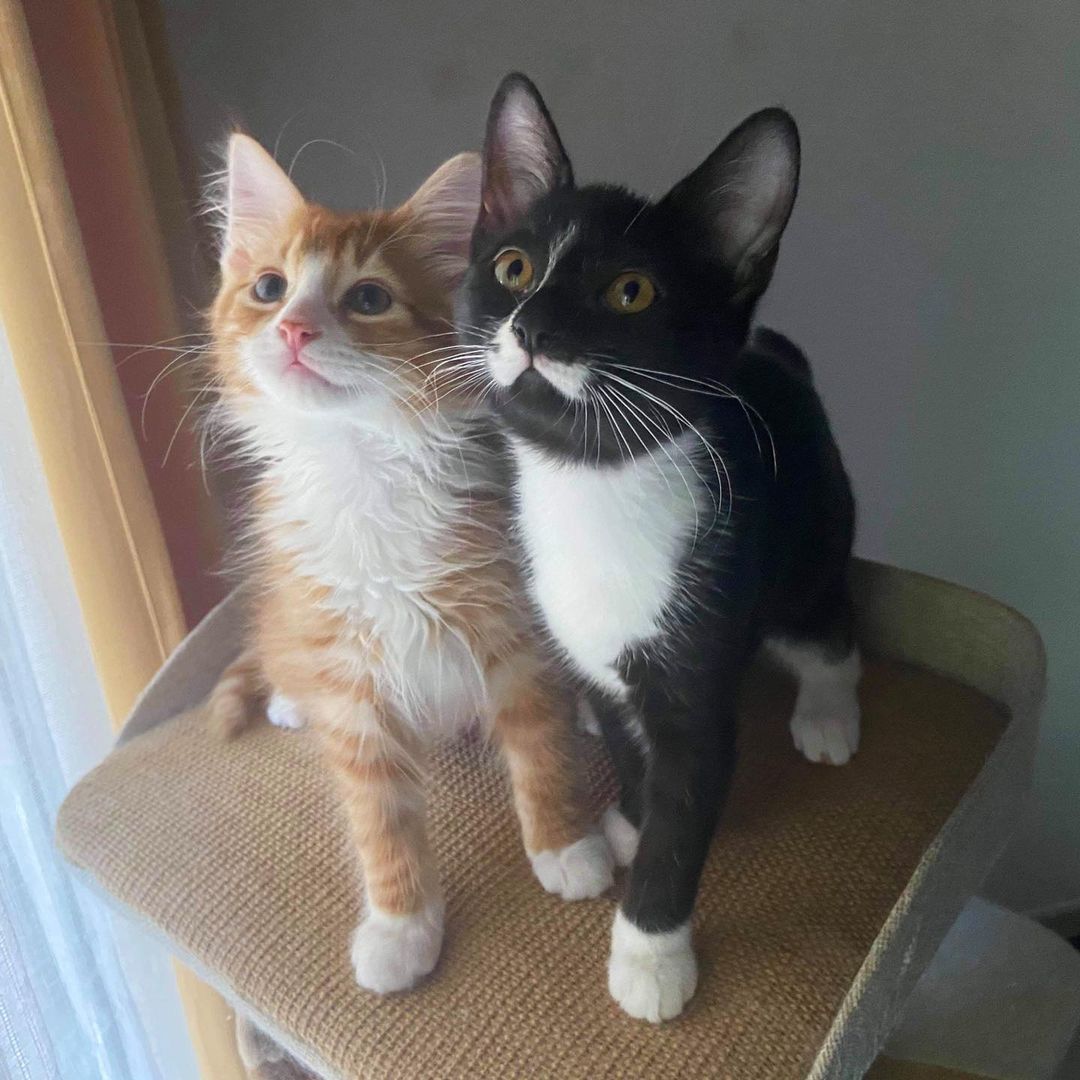 An orange kitten found in a box helps other cats like him thrive and find forever homes. – The News Volcano