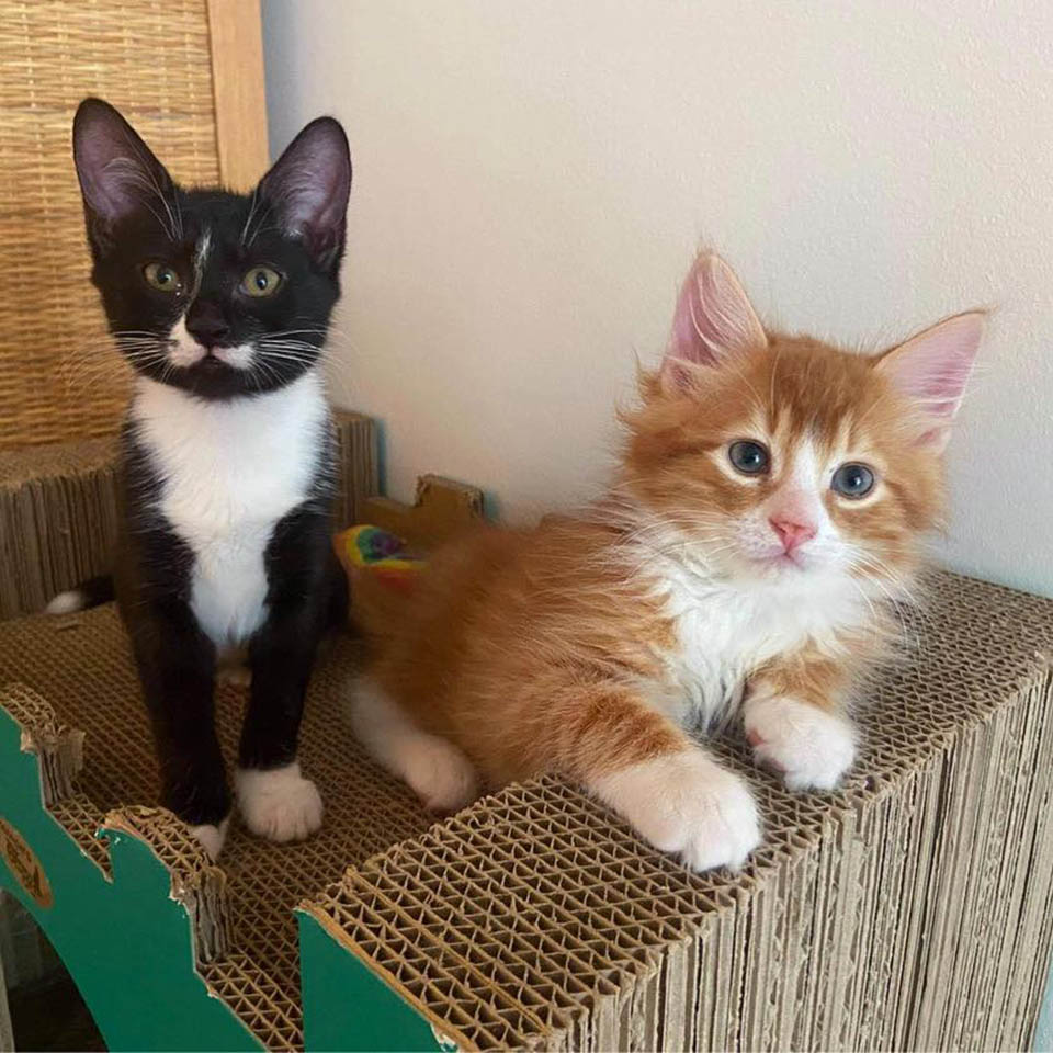 An orange kitten found in a box helps other cats like him thrive and find forever homes. – The News Volcano