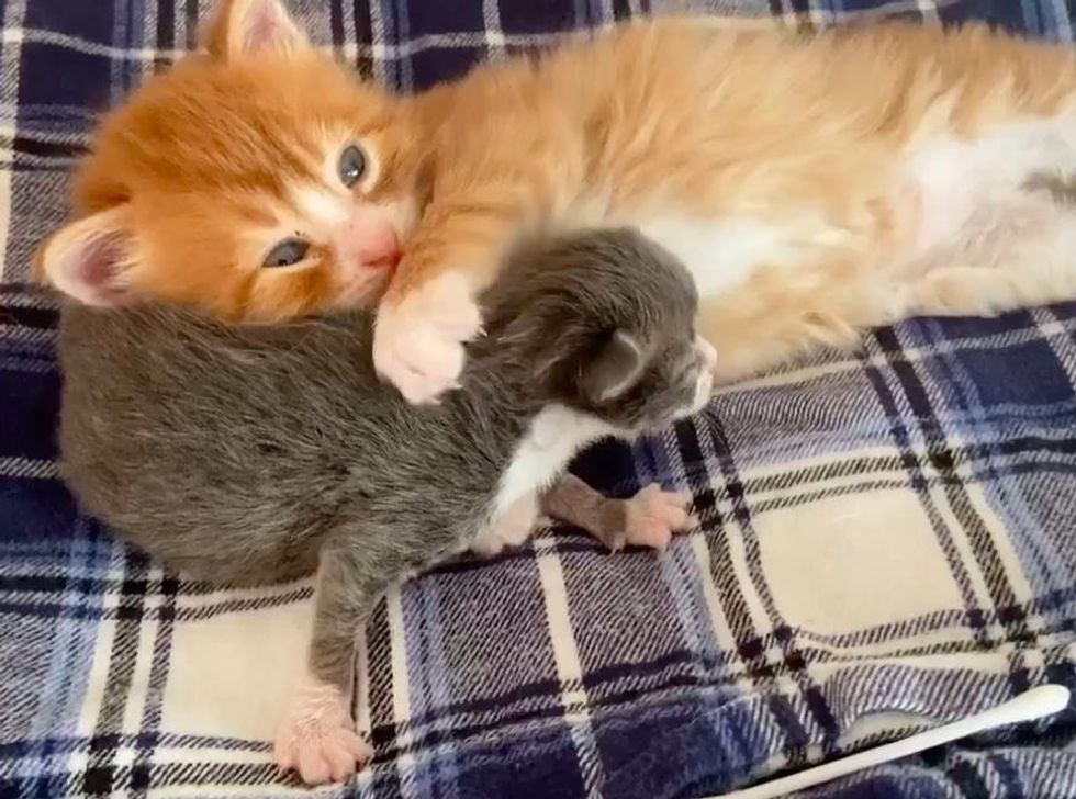 An orange kitten found in a box helps other cats like him thrive and find forever homes. – The News Volcano