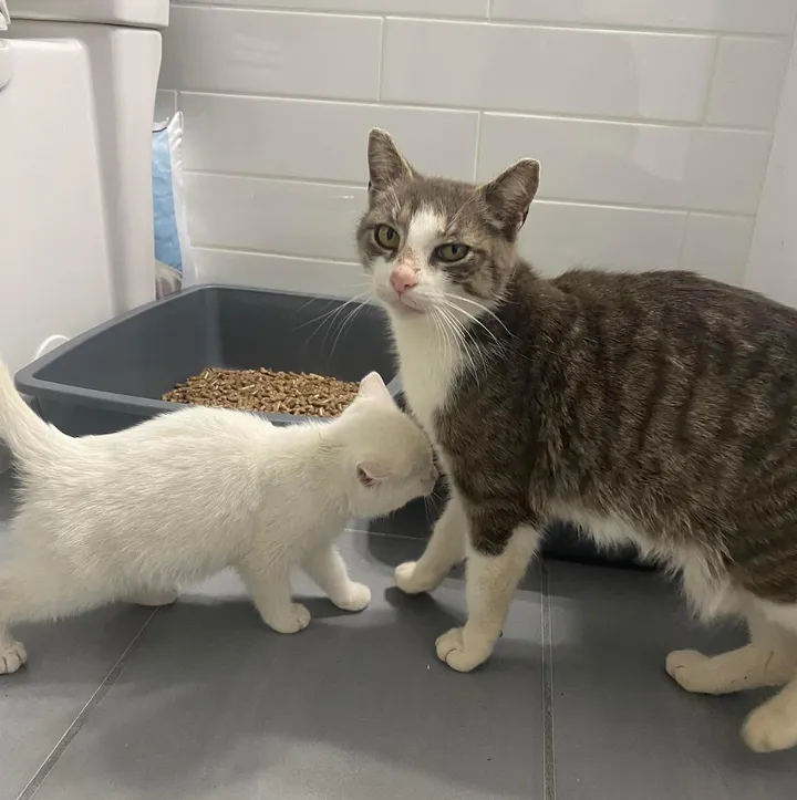 When a litter of kittens was found with their mother behind a warehouse, one of them was particularly clingy to her mom, showing just how strong the bond between them was. – The News Volcano