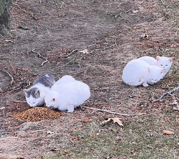 When a litter of kittens was found with their mother behind a warehouse, one of them was particularly clingy to her mom, showing just how strong the bond between them was. – The News Volcano