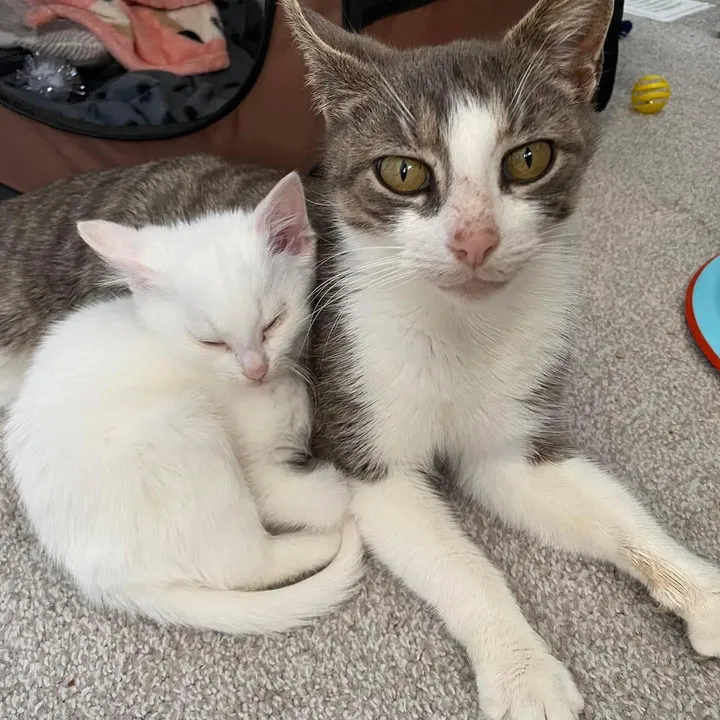 When a litter of kittens was found with their mother behind a warehouse, one of them was particularly clingy to her mom, showing just how strong the bond between them was. – The News Volcano