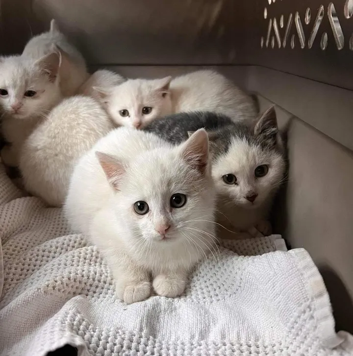 When a litter of kittens was found with their mother behind a warehouse, one of them was particularly clingy to her mom, showing just how strong the bond between them was. – The News Volcano