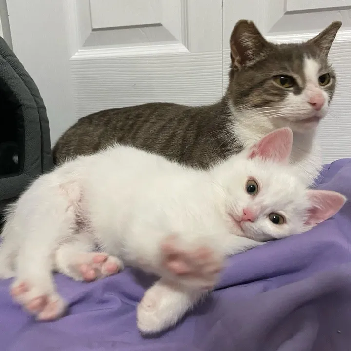 When a litter of kittens was found with their mother behind a warehouse, one of them was particularly clingy to her mom, showing just how strong the bond between them was. – The News Volcano