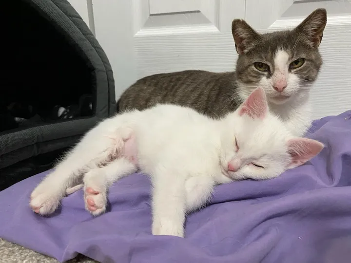 When a litter of kittens was found with their mother behind a warehouse, one of them was particularly clingy to her mom, showing just how strong the bond between them was. – The News Volcano