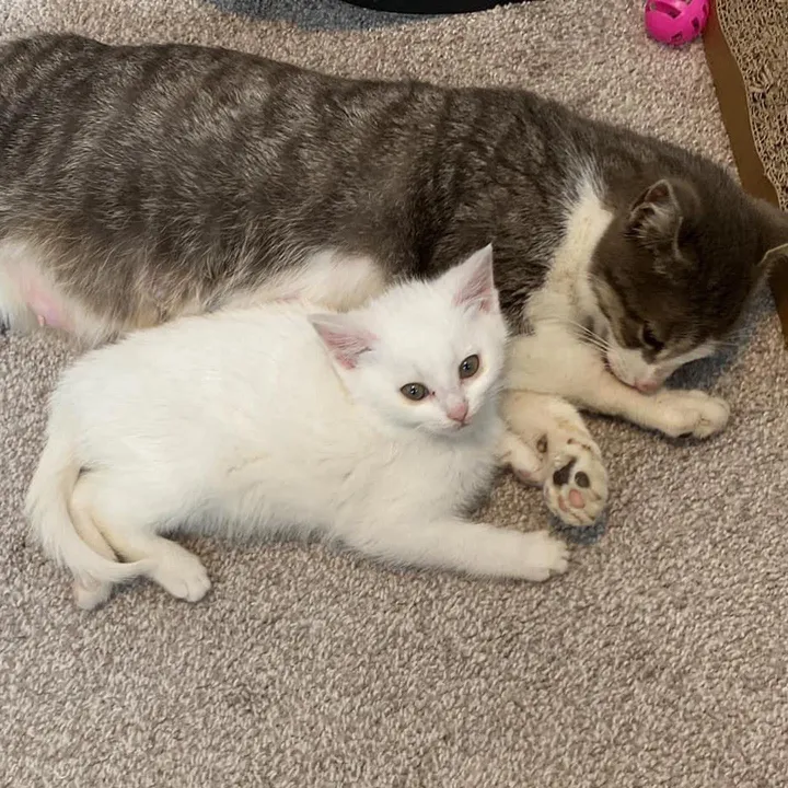 When a litter of kittens was found with their mother behind a warehouse, one of them was particularly clingy to her mom, showing just how strong the bond between them was. – The News Volcano