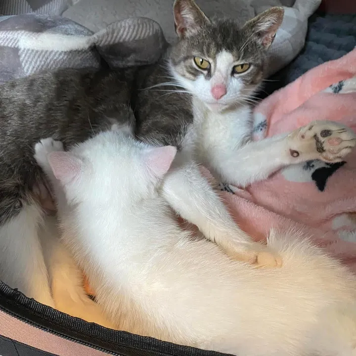 When a litter of kittens was found with their mother behind a warehouse, one of them was particularly clingy to her mom, showing just how strong the bond between them was. – The News Volcano