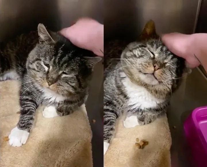 After years of wandering the streets, a cat finally found a loving home and celebrated by rolling around in front of the kind people who took him in. – The News Volcano