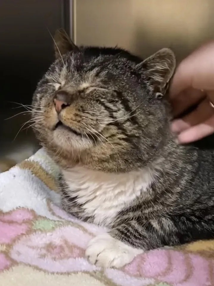 After years of wandering the streets, a cat finally found a loving home and celebrated by rolling around in front of the kind people who took him in. – The News Volcano