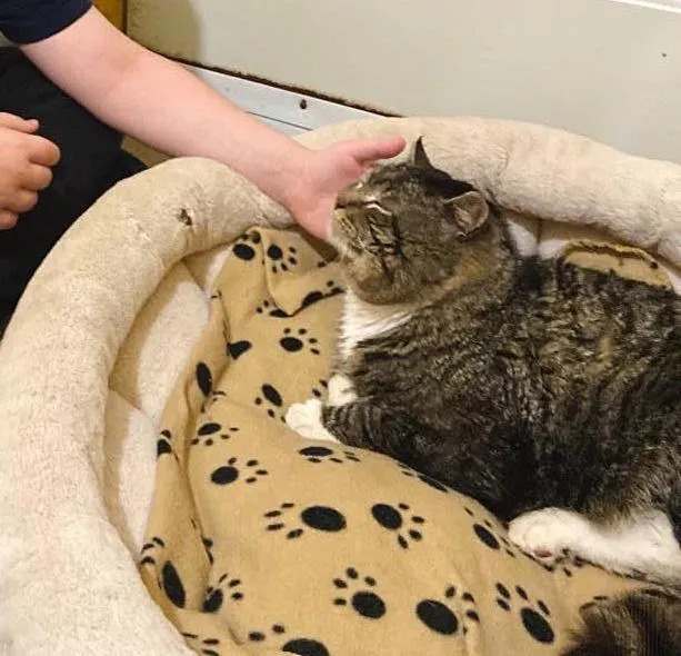 After years of wandering the streets, a cat finally found a loving home and celebrated by rolling around in front of the kind people who took him in. – The News Volcano