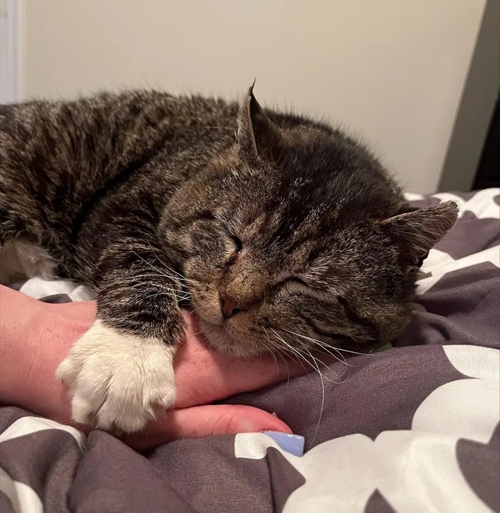 After years of wandering the streets, a cat finally found a loving home and celebrated by rolling around in front of the kind people who took him in. – The News Volcano