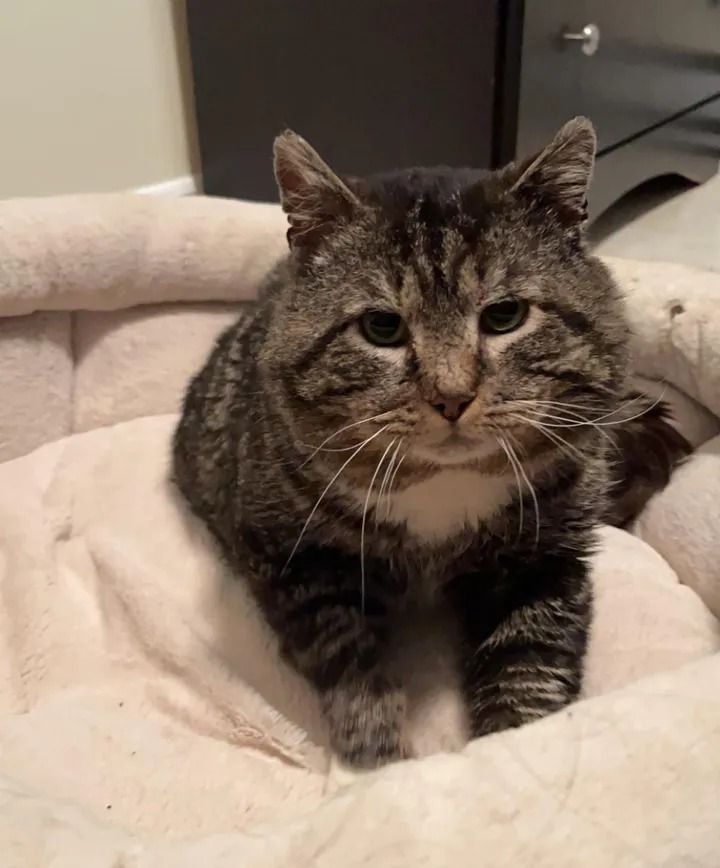 After years of wandering the streets, a cat finally found a loving home and celebrated by rolling around in front of the kind people who took him in. – The News Volcano