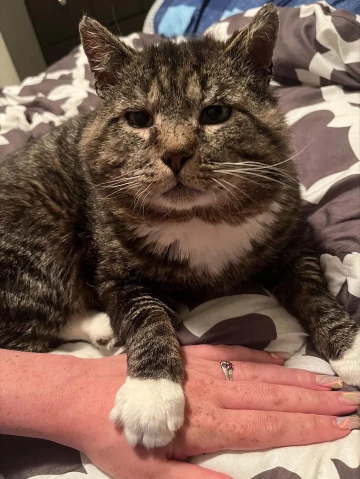 After years of wandering the streets, a cat finally found a loving home and celebrated by rolling around in front of the kind people who took him in. – The News Volcano